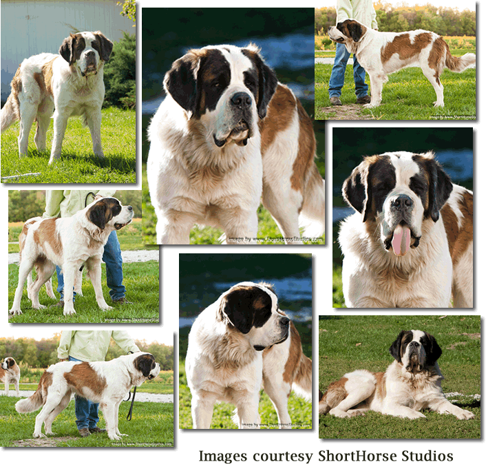 Ophie collage
